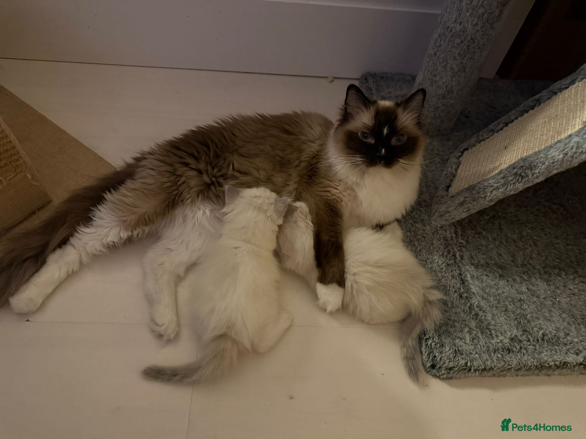 Ragdoll cats *** Pure Male Ragdoll Kitten For Sale *** - Advert 1