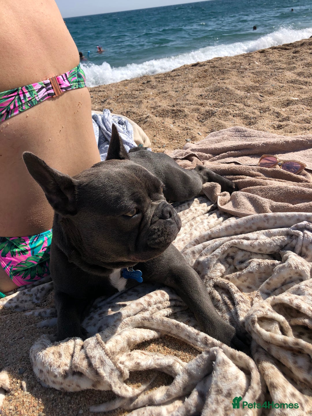 French Bulldog dogs for stud: Blue&Tan French Bulldog ready for stud £500 in Northampton - Advert 18