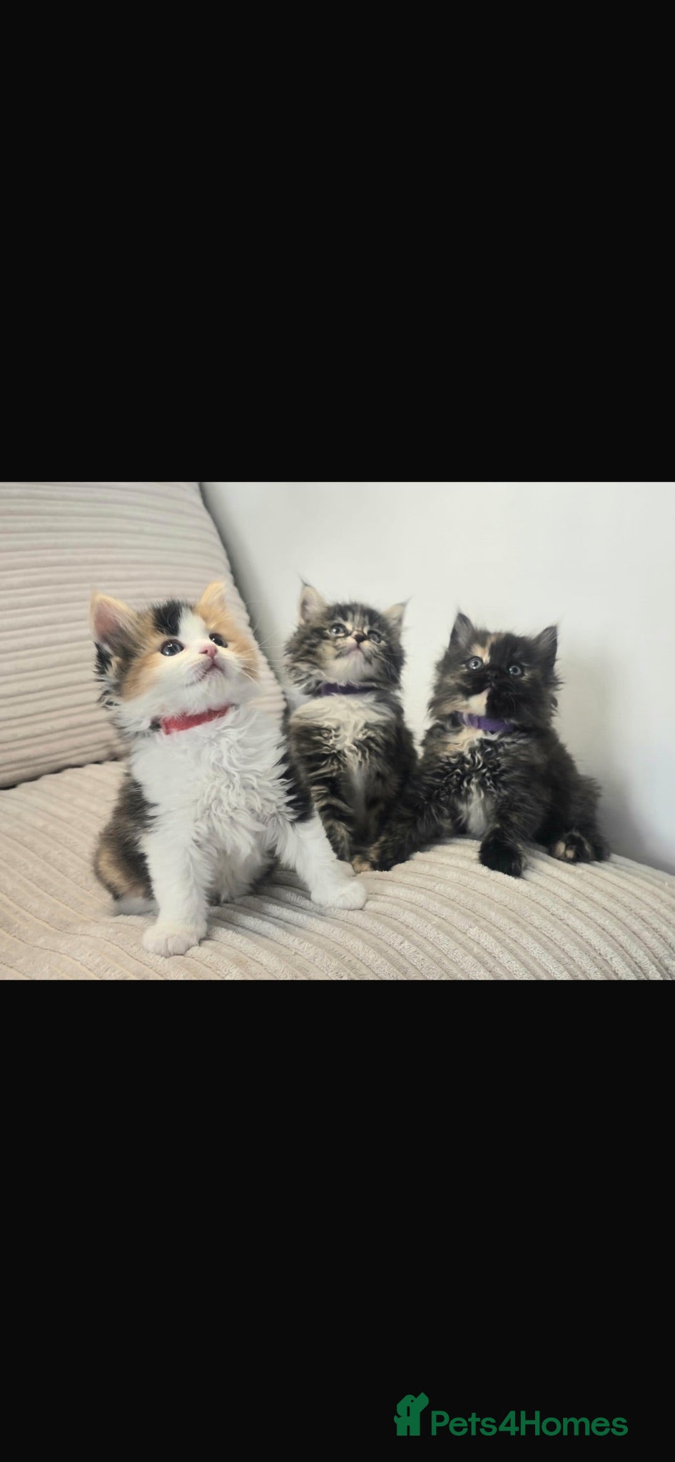 Maine Coon cats 🔥 READY NOW  full Maine coon 🔥 Amazing colour - Advert 1