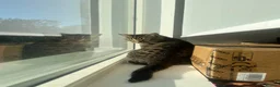 British Shorthair cats for sale: Tabby boy available  - Advert 10