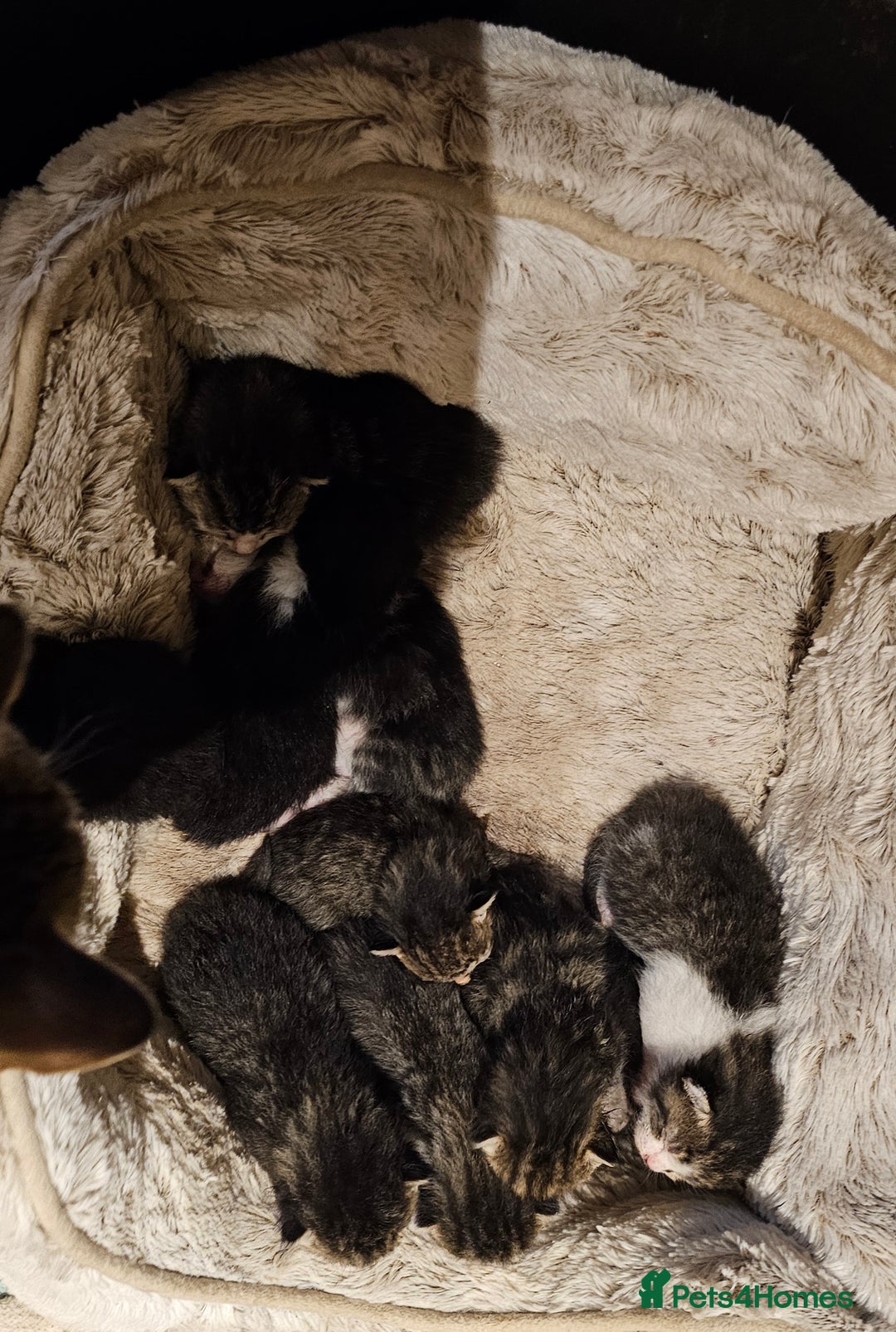 Mixed Breed cats for sale: 10 stripy kittens looking for new home - Image 5