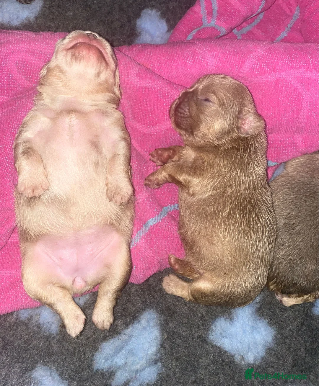 French Bulldog dogs for stud: New shade fluffy merle  in Sheffield - Advert 18