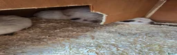 Guinea Pig rodents for sale: Guinea pigs and cages  in Bridgwater - Advert 4