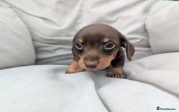 Miniature Dachshund dogs for sale: KC Registered miniature Dachshund Puppies - Image 18