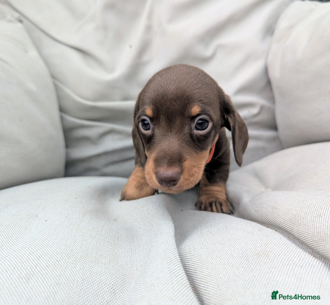 Miniature Dachshund dogs for sale: KC Registered miniature Dachshund Puppies - Image 18