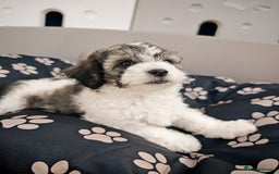 Bichon Frise dogs for sale: Bichon puppy's  - Image 7
