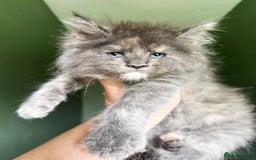 Maine Coon cats for sale: STUNNING LITTER OF ANDERPRIDE MAINE COONS  - Image 6