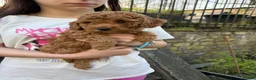 Cavapoo dogs for sale: One left - Gorgeous Cavapoo Puppies  - Advert 23