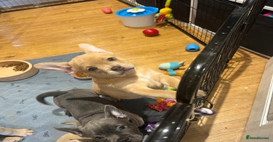 Mixed Breed dogs - Advert 3