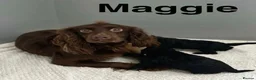 Cockapoo dogs for sale: Beautiful f1 cockapoo puppies  - Advert 6