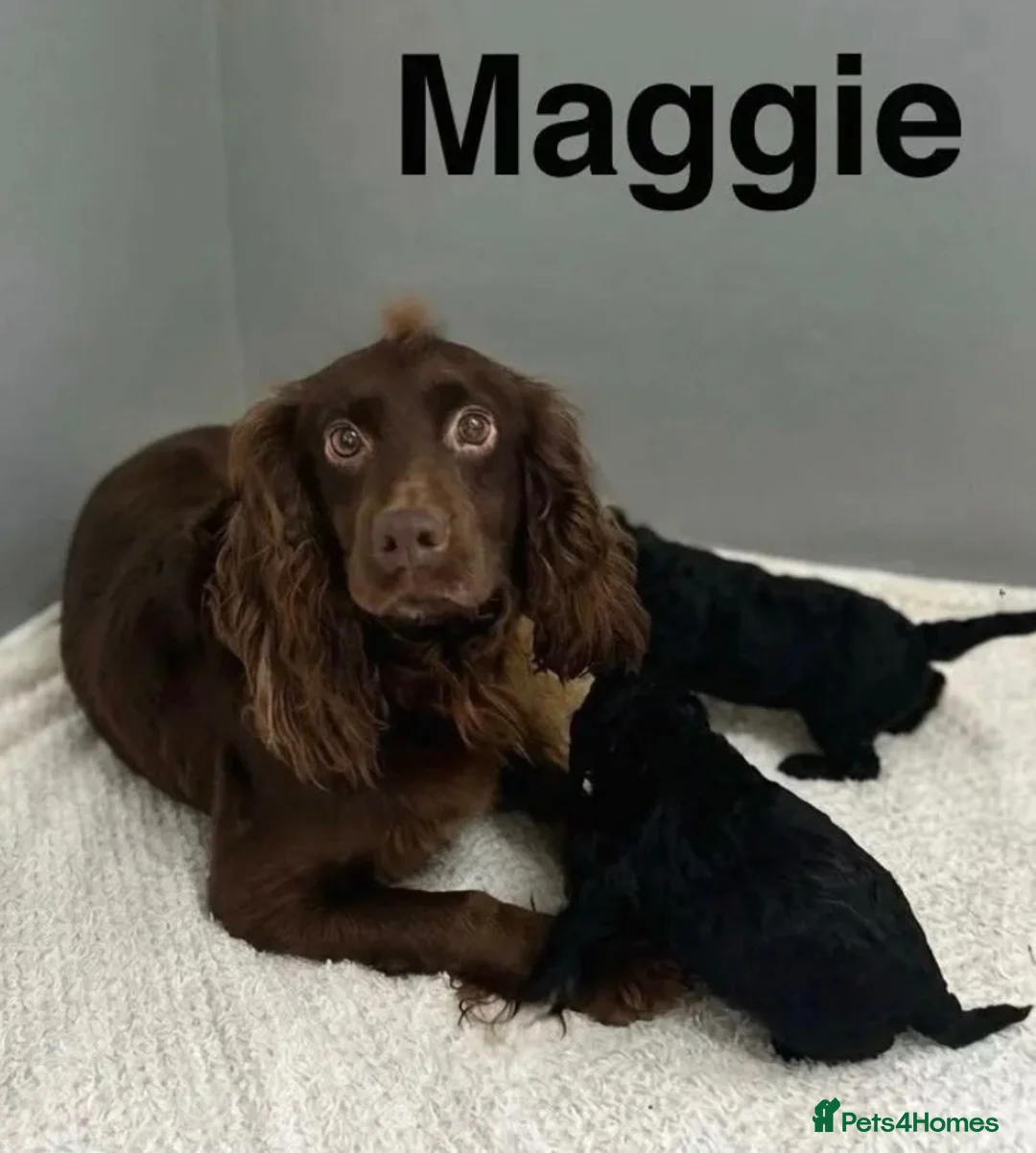 Cockapoo dogs for sale: Beautiful f1 cockapoo puppies  - Advert 6