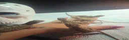 Bearded Dragon reptiles for sale: Lovely babies ready for their new homes - Advert 2