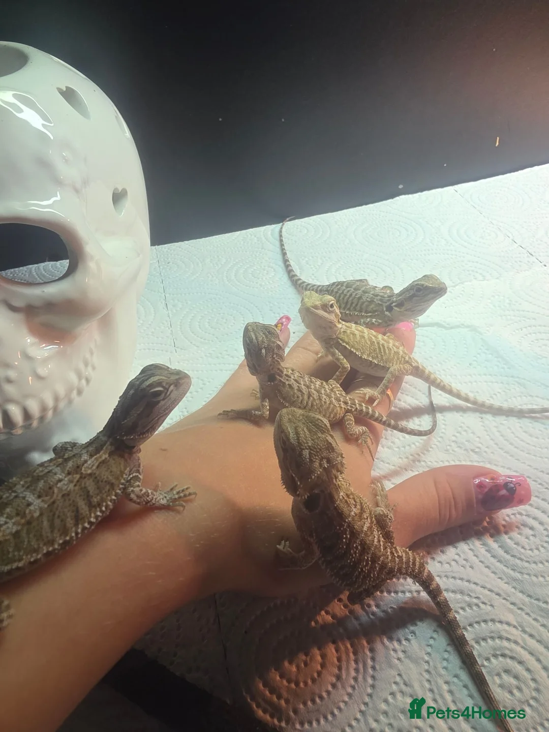 Bearded Dragon reptiles for sale: Lovely babies ready for their new homes - Advert 2
