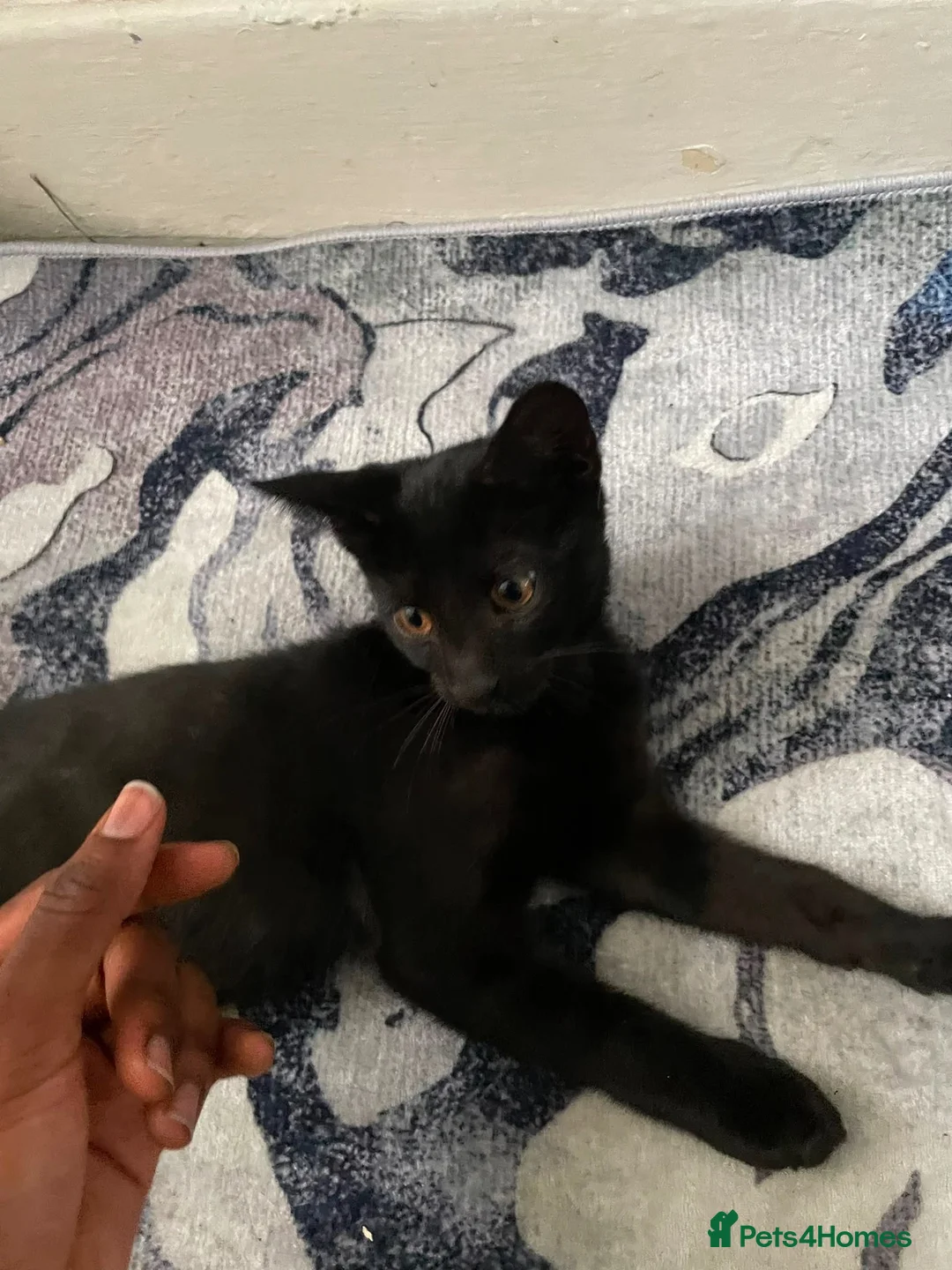 Mixed Breed cats for sale: 3 kittens long and short hairs  - Advert 6