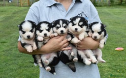 Pomsky dogs for sale: Genuine F4 Pomsky puppies (Health tested parents)  - Image 14