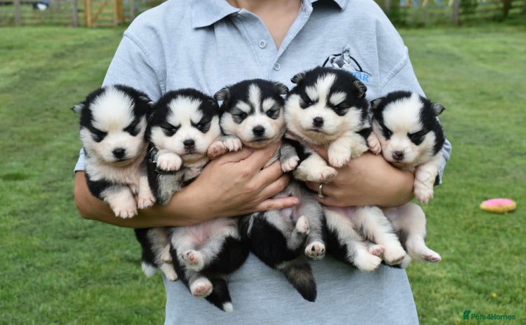 Pomsky dogs - Advert 1