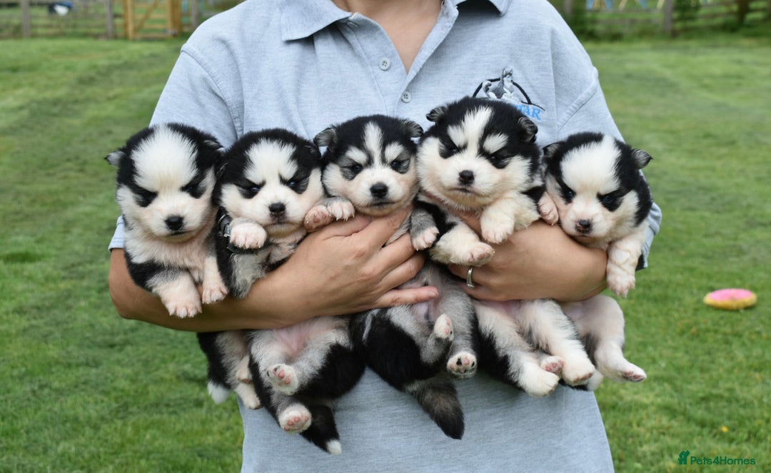 Pomsky dogs for sale: Genuine F4 Pomsky puppies (Health tested parents)  - Image 14