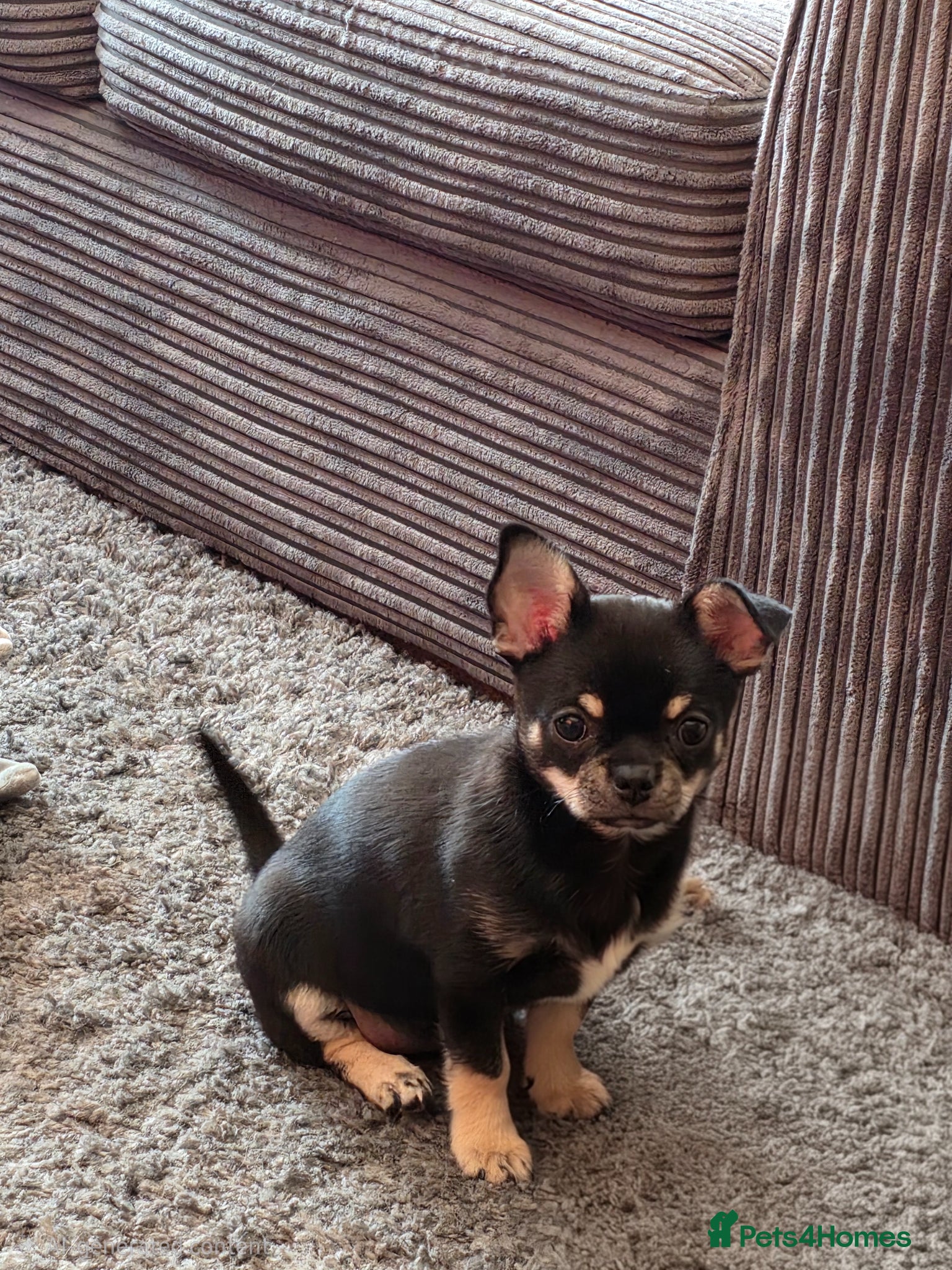 Chihuahua dogs for sale: Chihuahua for immediate home in Canterbury - Advert 6