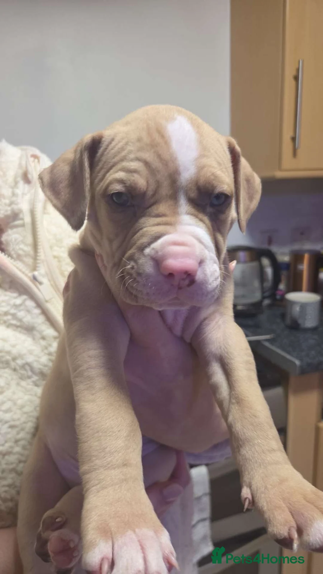 Mixed Breed dogs for sale: Mastiff cross  - Advert 5