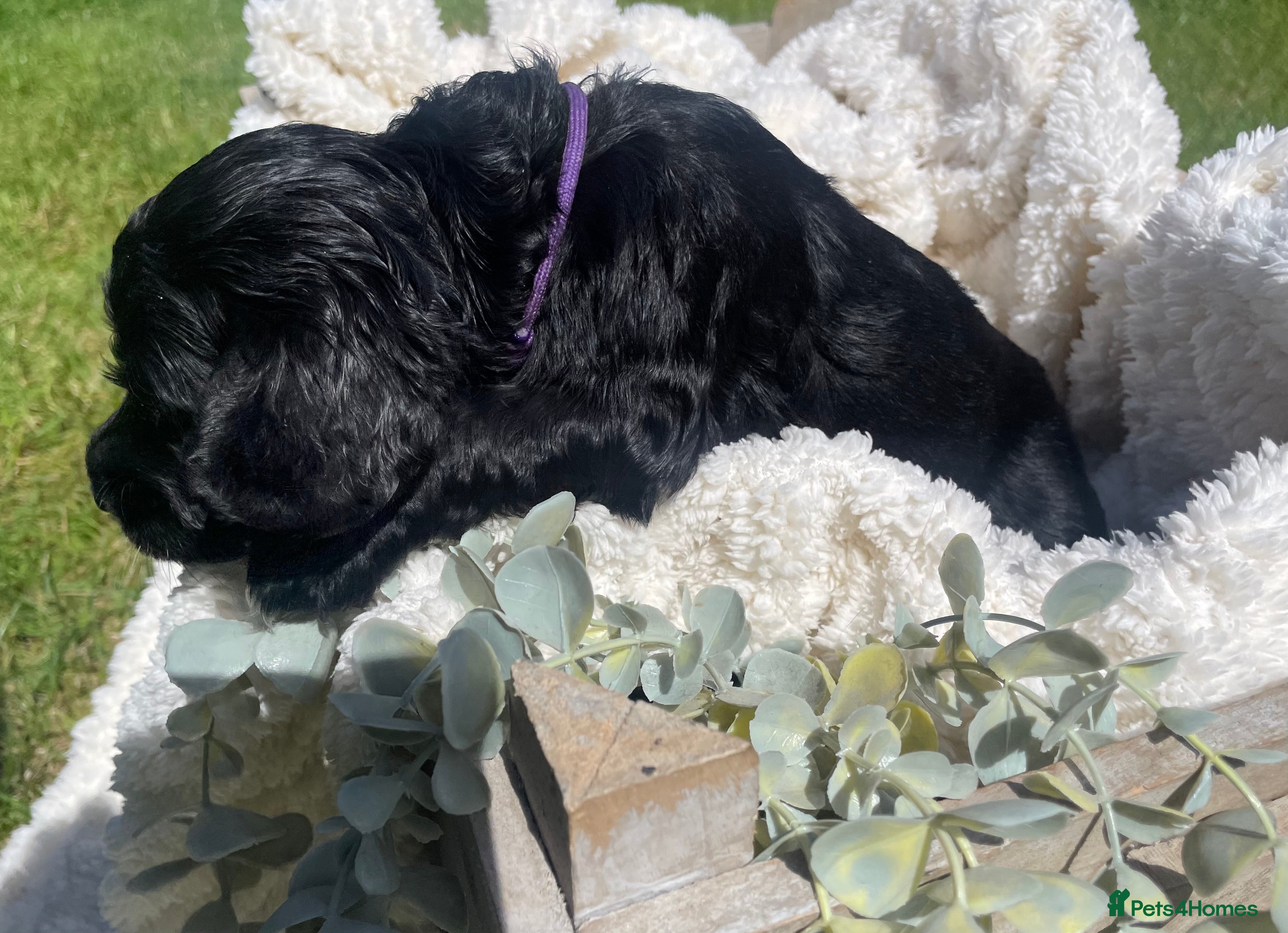 Cockapoo dogs for sale: Stunning F1b Cockapoo puppies - Advert 7