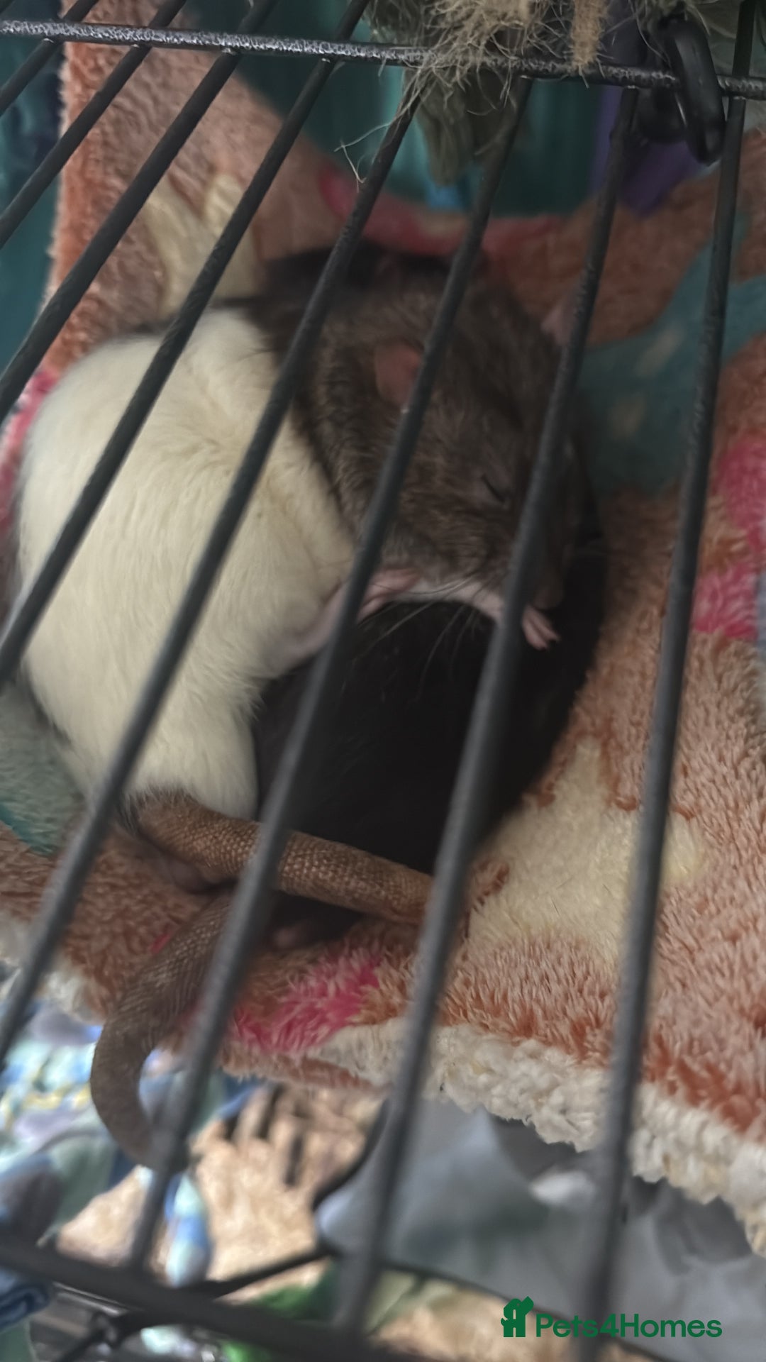 Rat rodents for sale: 3 lovely boys  - Advert 5