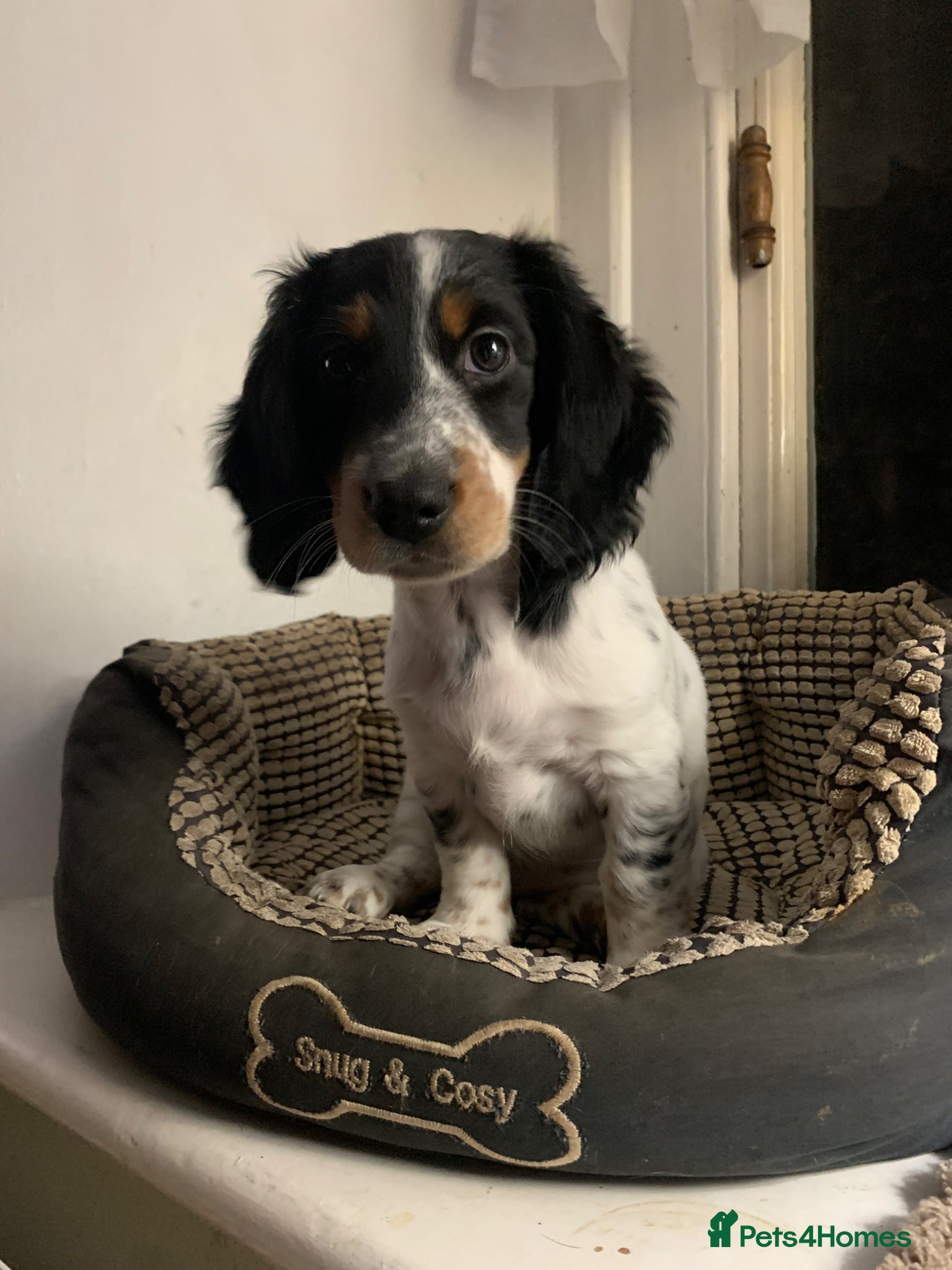 Dachshund dogs Lovely miniature white dachshunds in Kensington  - Advert 5