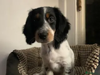 Dachshund dogs Lovely miniature white dachshunds in Kensington - Advert 15