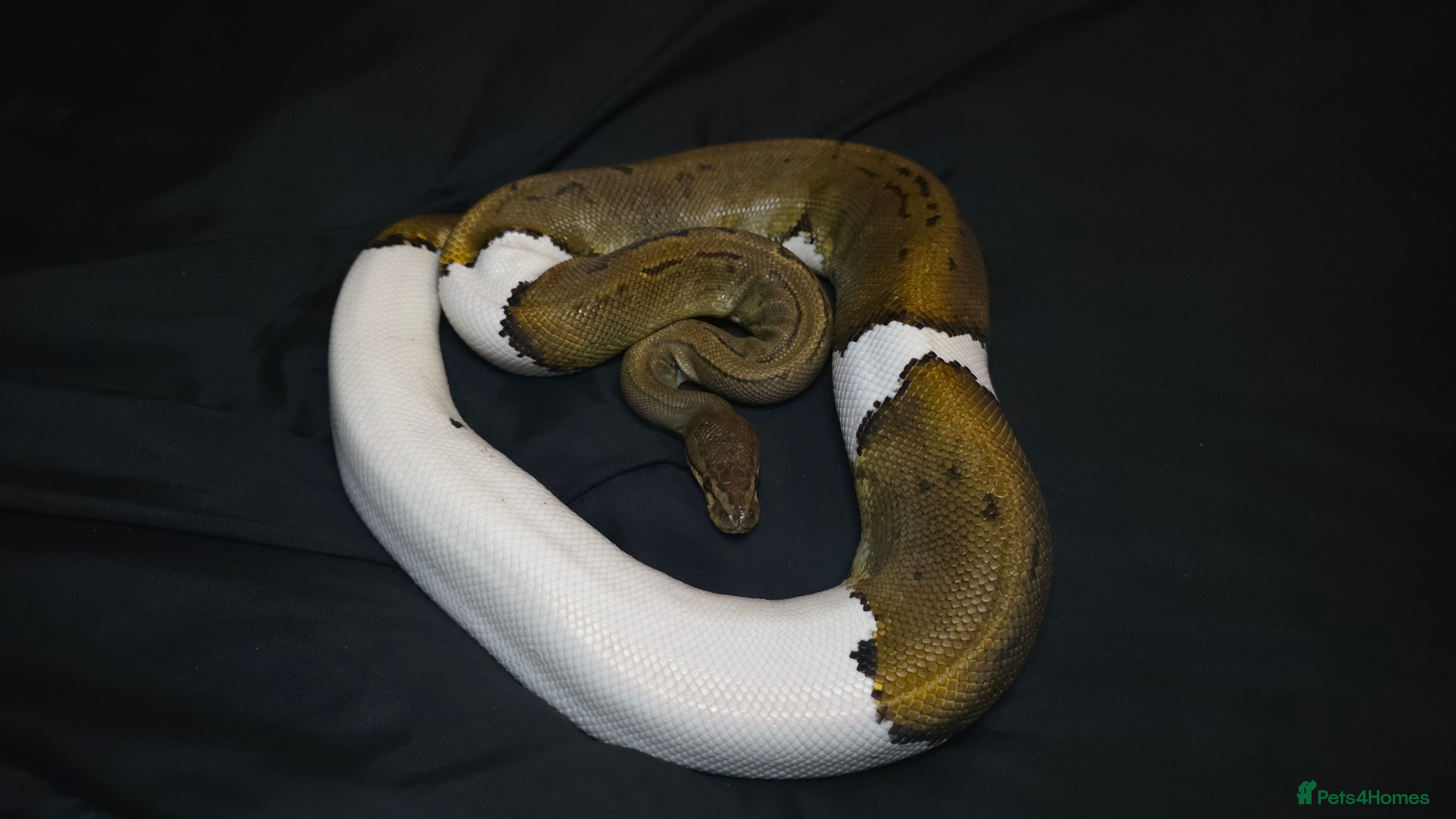 Python Snake reptiles Ball Python + Hognose + Boa - Advert 15