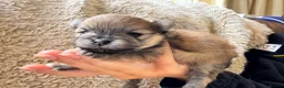 Pomeranian dogs for sale: Orange sable teddy bear type Pomeranians  - Advert 14