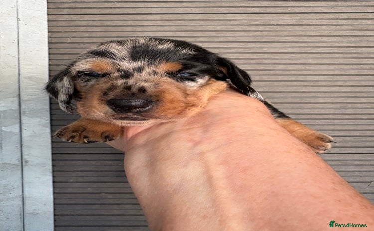 Dachshund dogs - Advert 2