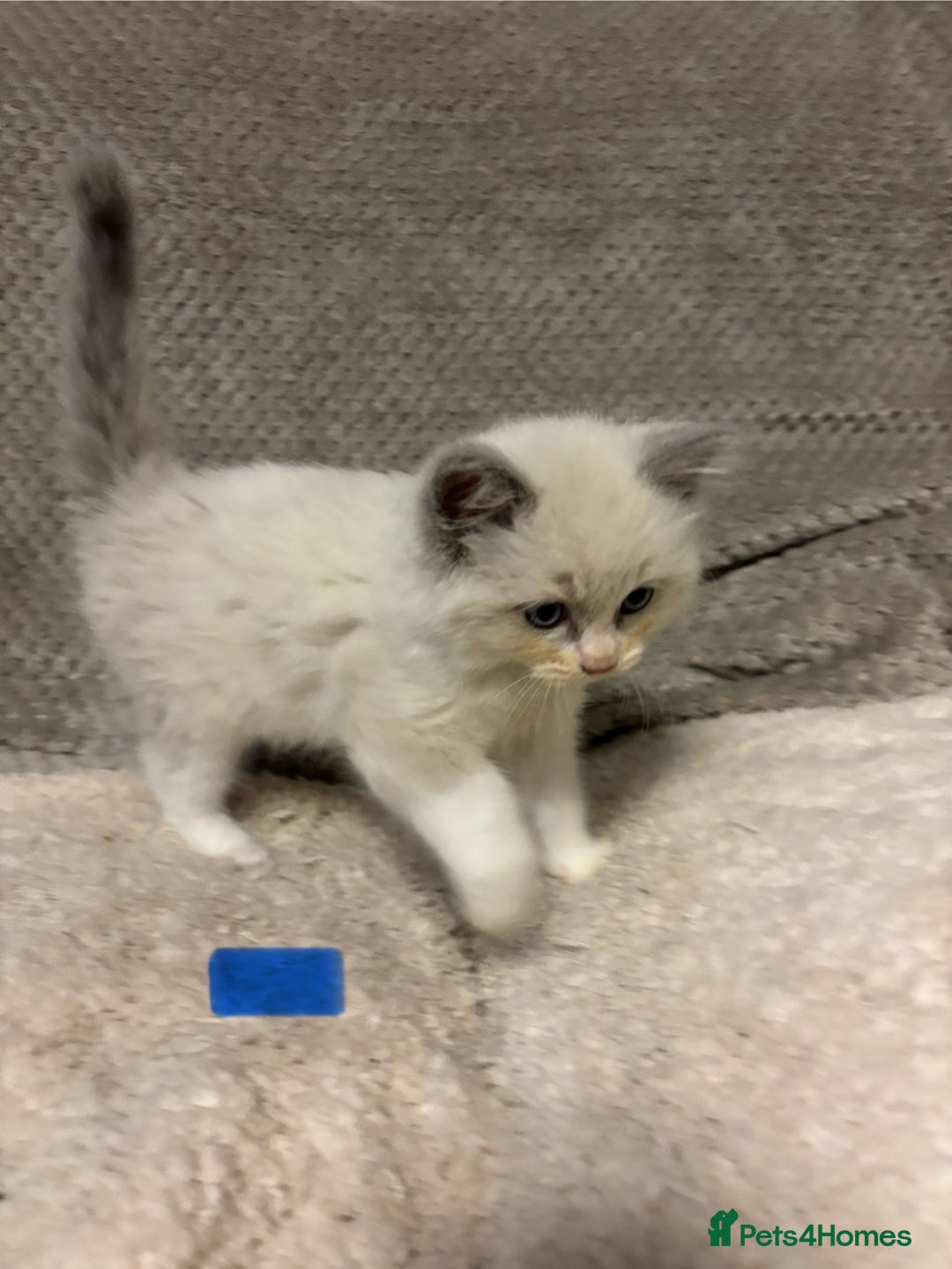 Ragdoll cats for sale: Ragdoll Kittens - Advert 20