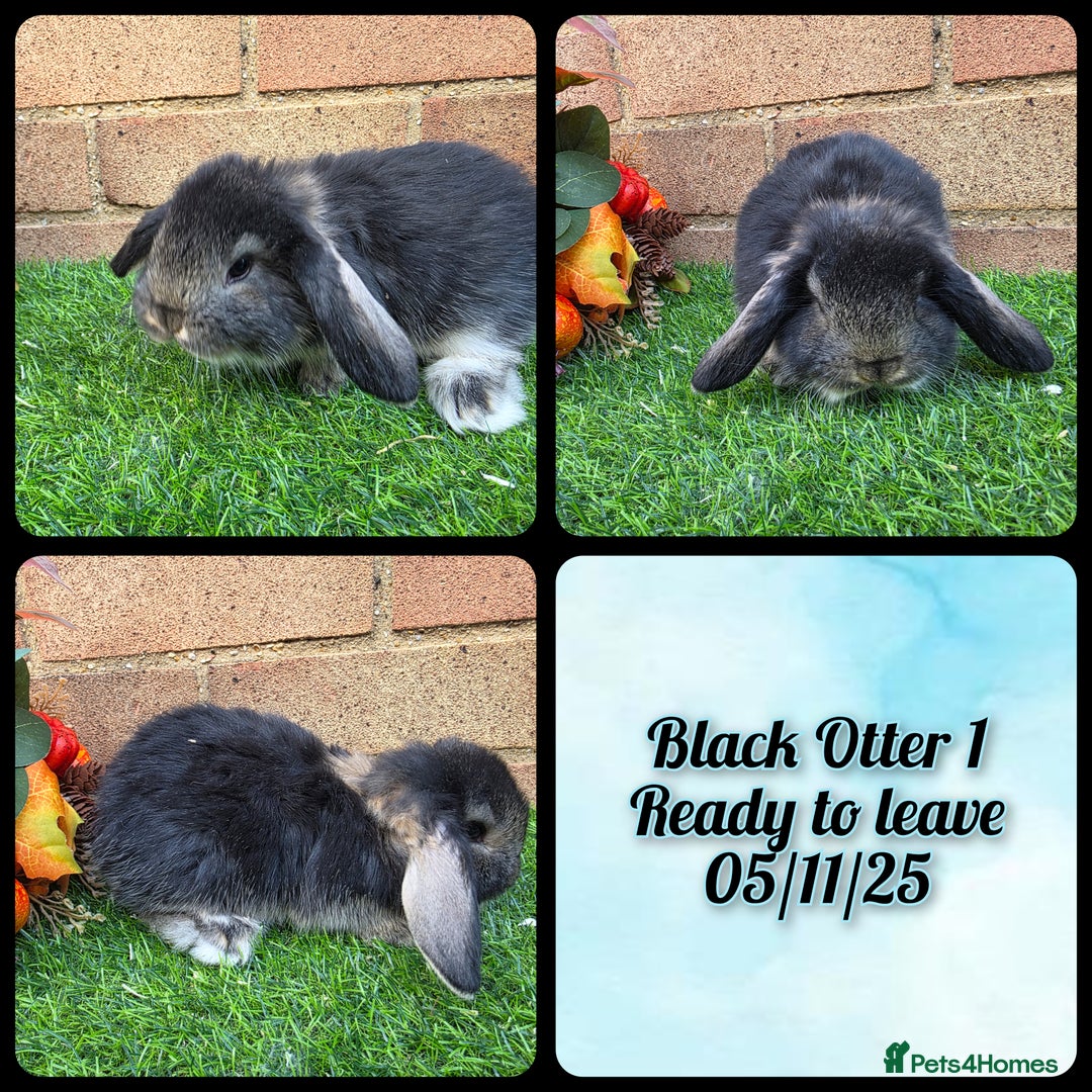 French Lop rabbits for sale: Fully Pedigree French Lops - Image 7