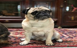 Pug dogs for stud: Champion Bloodline Male Pug Available for Breeding - Image 4
