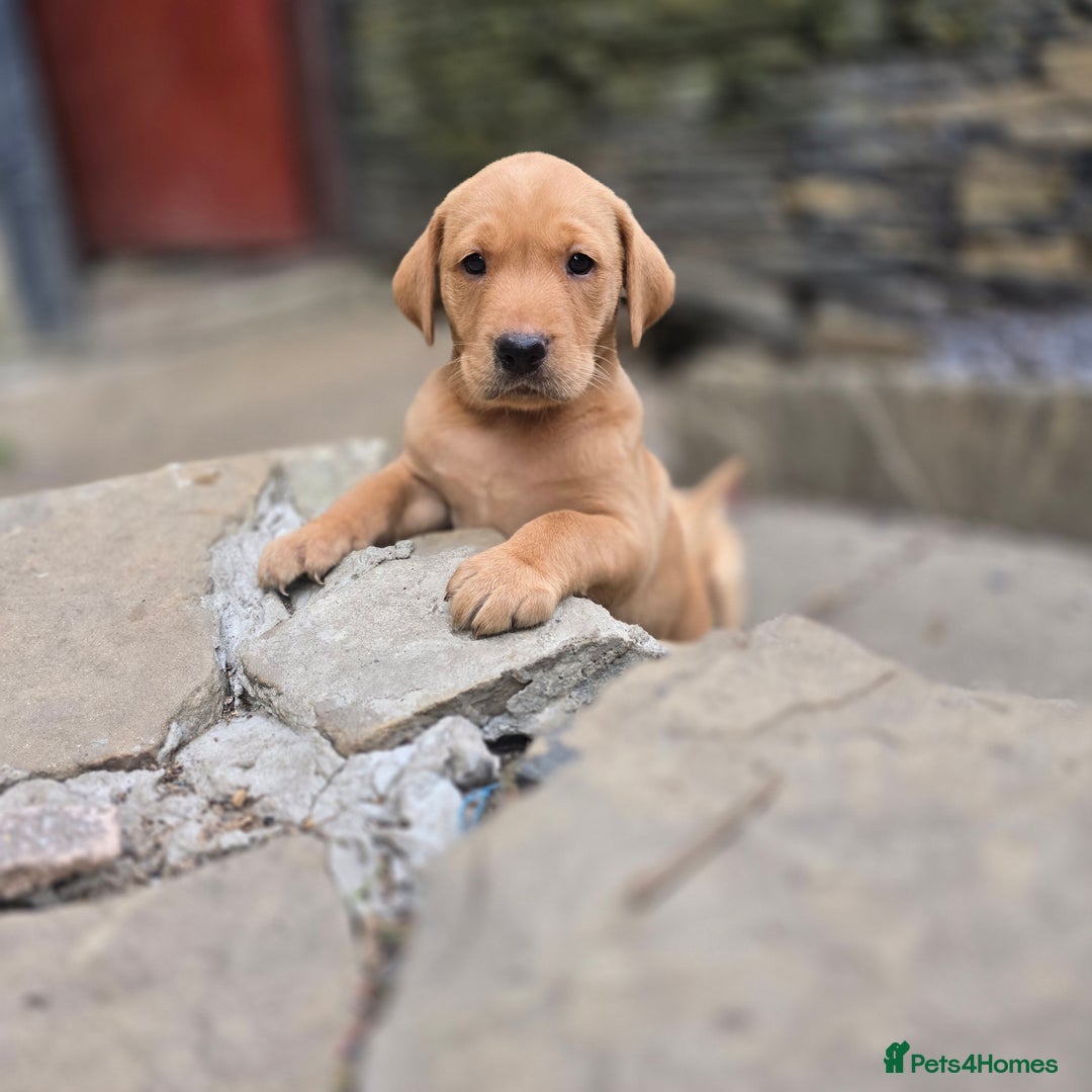 Labrador Retriever dogs for sale: Milromali labradors.Bred for health & temperament  - Image 6