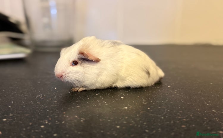Guinea Pig rodents - Advert 7