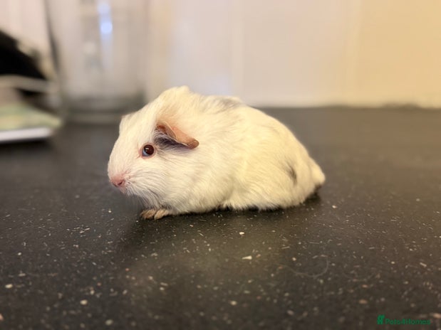 Guinea Pig rodents - Advert 8
