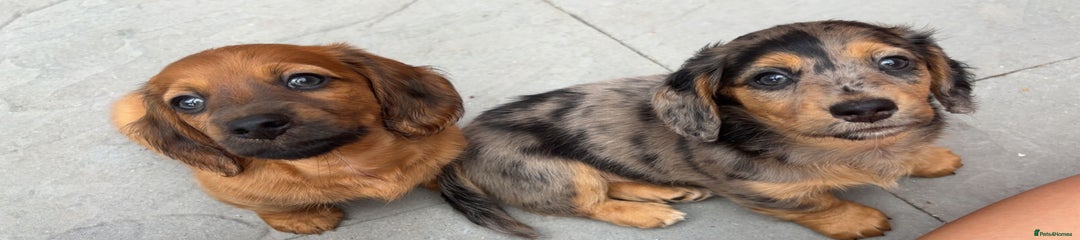 Miniature Dachshund Puppy 2