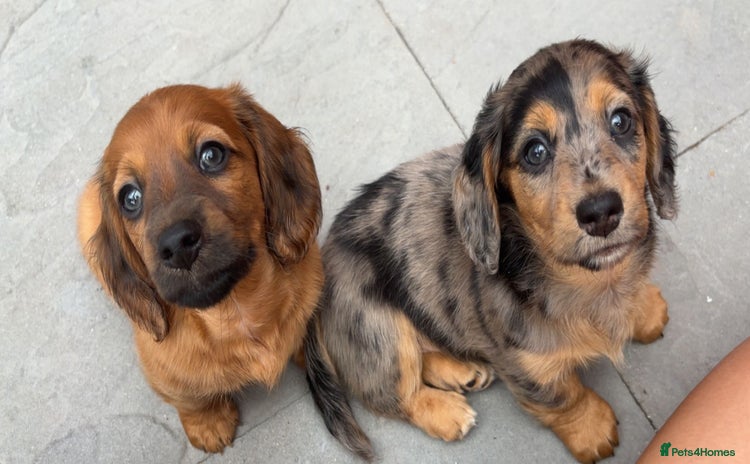 Miniature Dachshund dogs - Advert 11