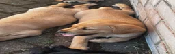 Labrador Retriever dogs for sale: 1 beautiful black boy and fox red girl - Labrador - Advert 9