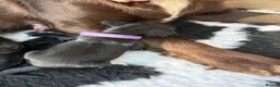 Sprocker dogs for sale: Beautiful sprocker puppies  in Redditch - Advert 8