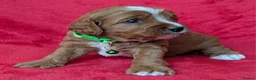 Cavapoo dogs for sale: Adorable Cavapoo Puppies From Licensed Breeder - Advert 15