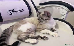 Bengal cats for sale: White bengal kitten  - Image 2