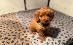 Cockapoo dogs for sale: F1 Cockapoo Puppy - Image 4