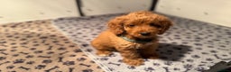 Cockapoo dogs for sale: F1 Cockapoo Puppy - Advert 4