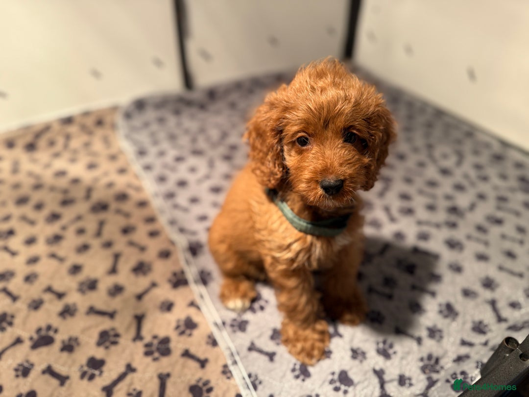 Cockapoo dogs for sale: F1 Cockapoo Puppy - Image 4