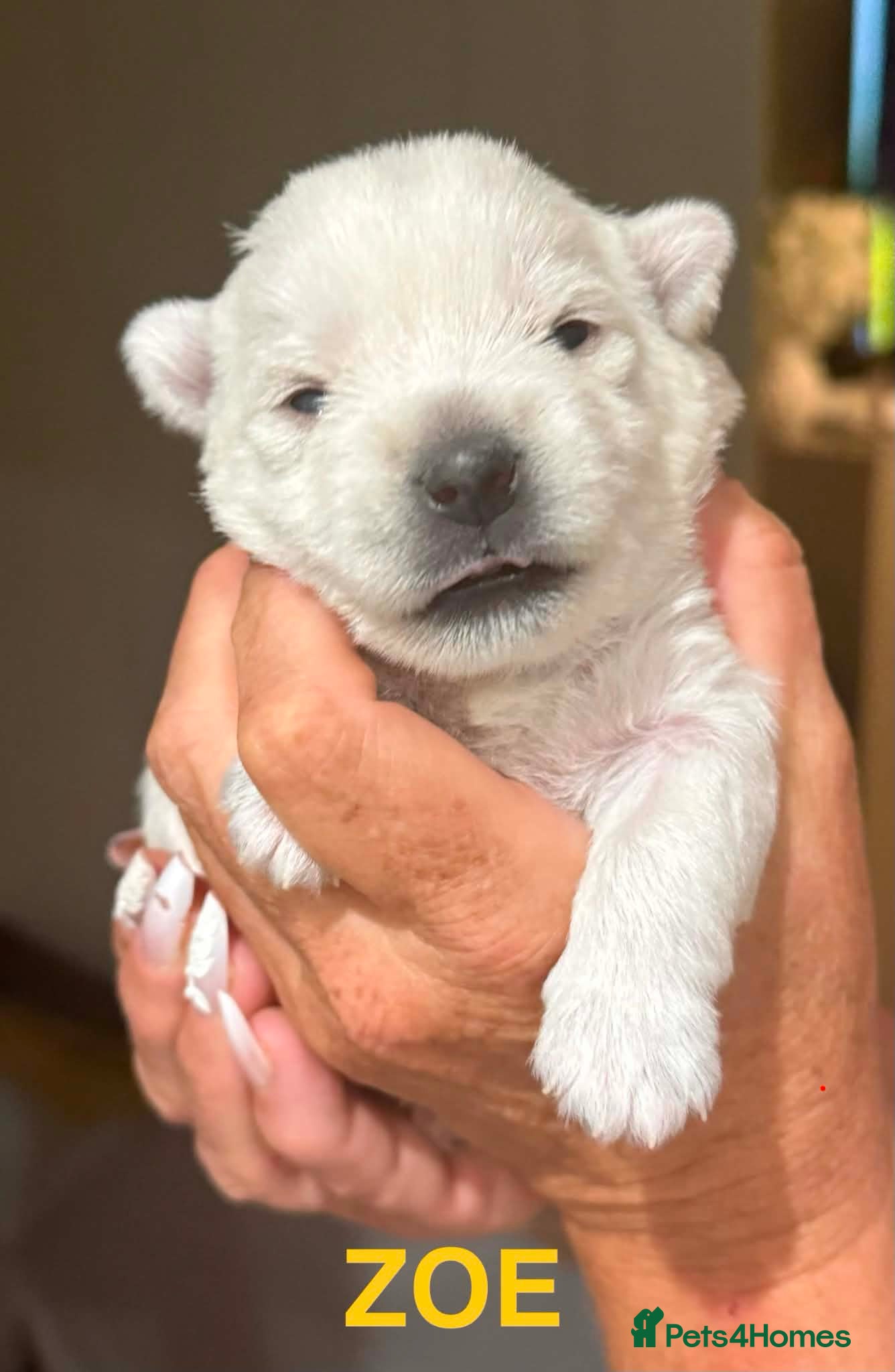 West Highland Terrier Puppy 2