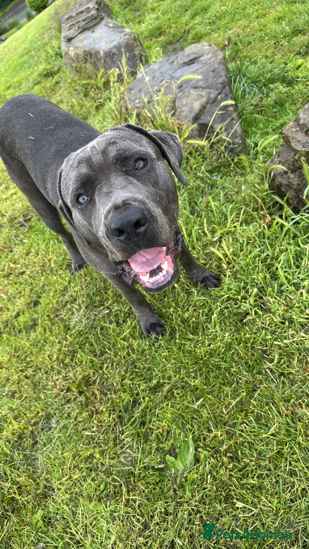 Cane Corso dogs for sale: 10 Month Old Male Cane Corso – Leeds - Advert 2