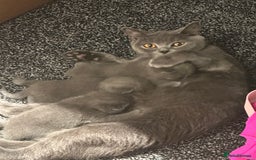British Shorthair cats for sale: British shorthair kittens  - Image 4