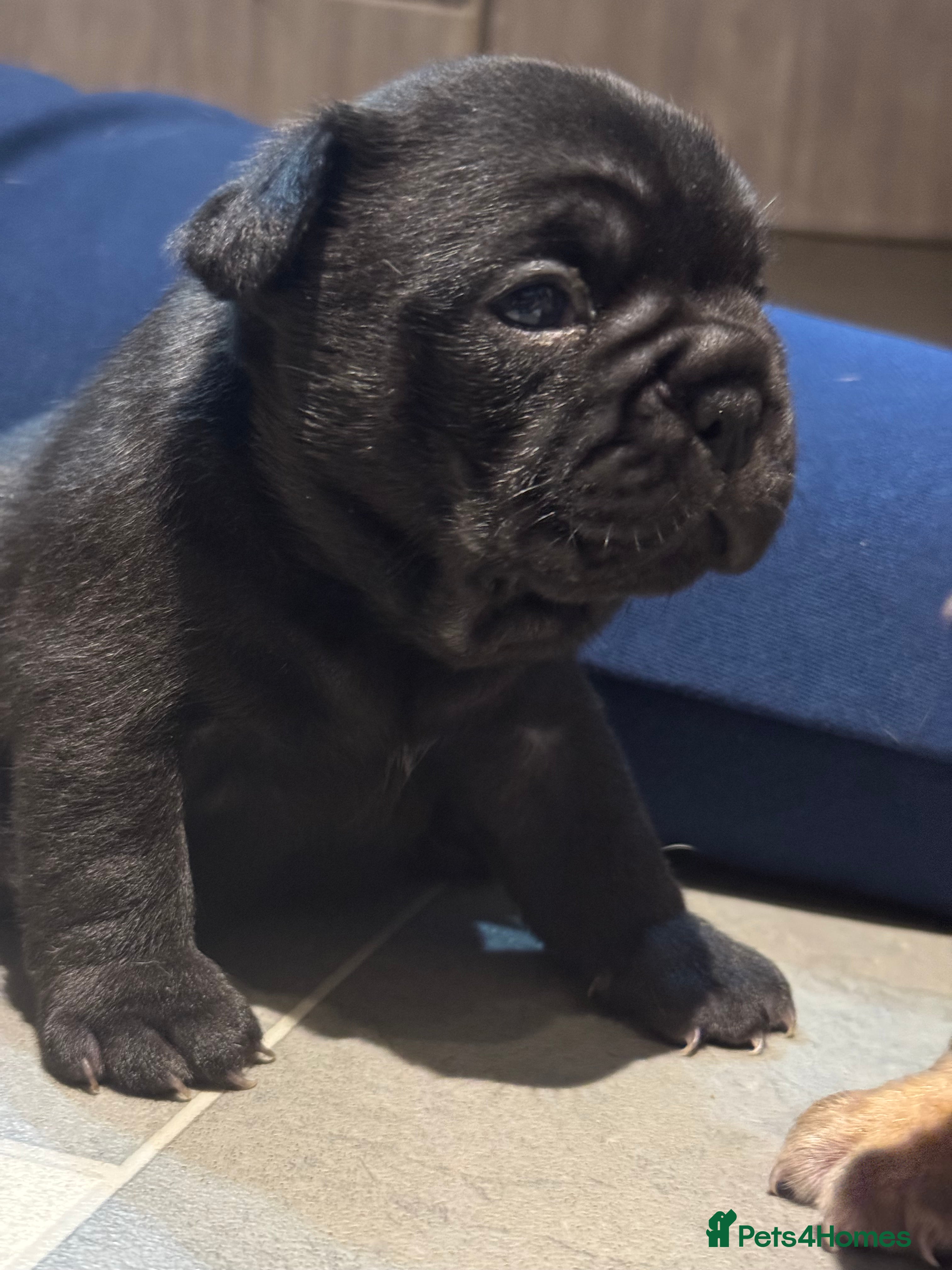 French Bulldog dogs Lilac & tan platinum wrapped in cream pink   - Advert 10