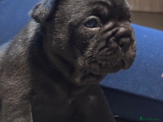 French Bulldog dogs Lilac & tan platinum wrapped in cream pink - Advert 10